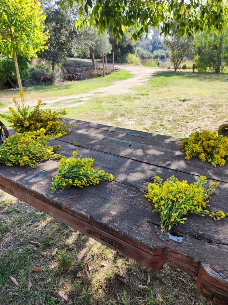 Productos De Belleza Y Salud Aceite De Olivarda Oleado El Jardín De Las Lilas 5 Aceite de Olivarda Oleado El Jardín de las Lilas - Imagen 5