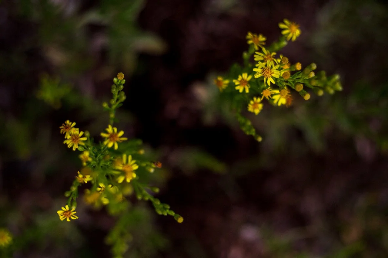 Productos De Belleza Y Salud Aceite De Olivarda Oleado El Jardín De Las Lilas 4 Aceite de Olivarda Oleado El Jardín de las Lilas - Imagen 4