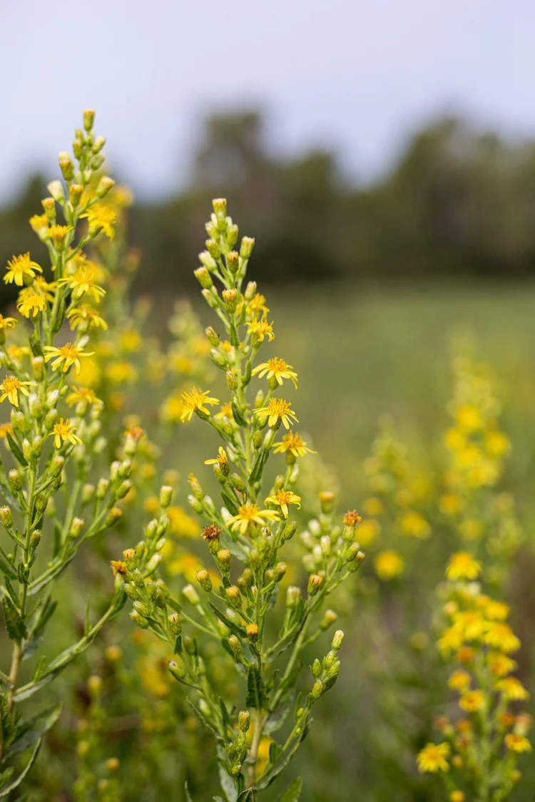 Productos De Belleza Y Salud Aceite De Olivarda Oleado El Jardín De Las Lilas 3 Aceite de Olivarda Oleado El Jardín de las Lilas - Imagen 3